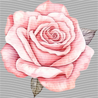 Valentine's Day-QRJ  4636